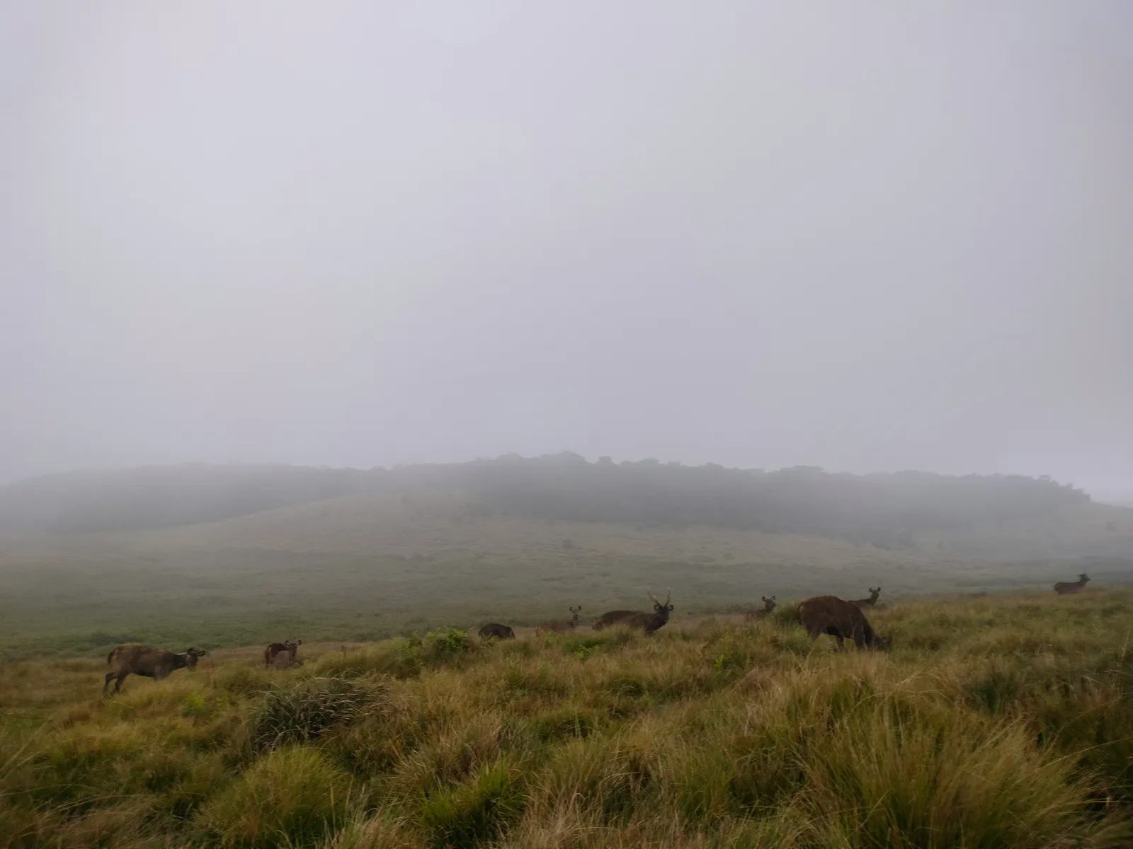 Horton plains view 4