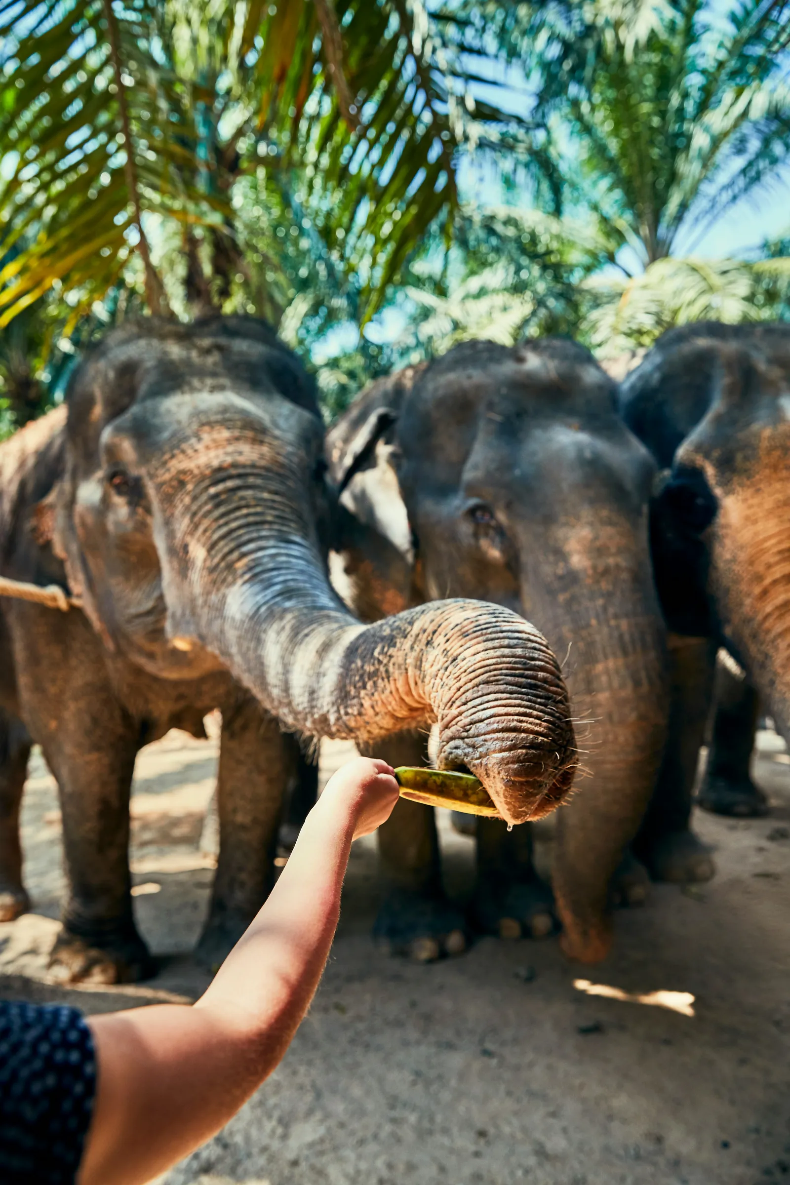 Pinnawala Elephant Orphanage